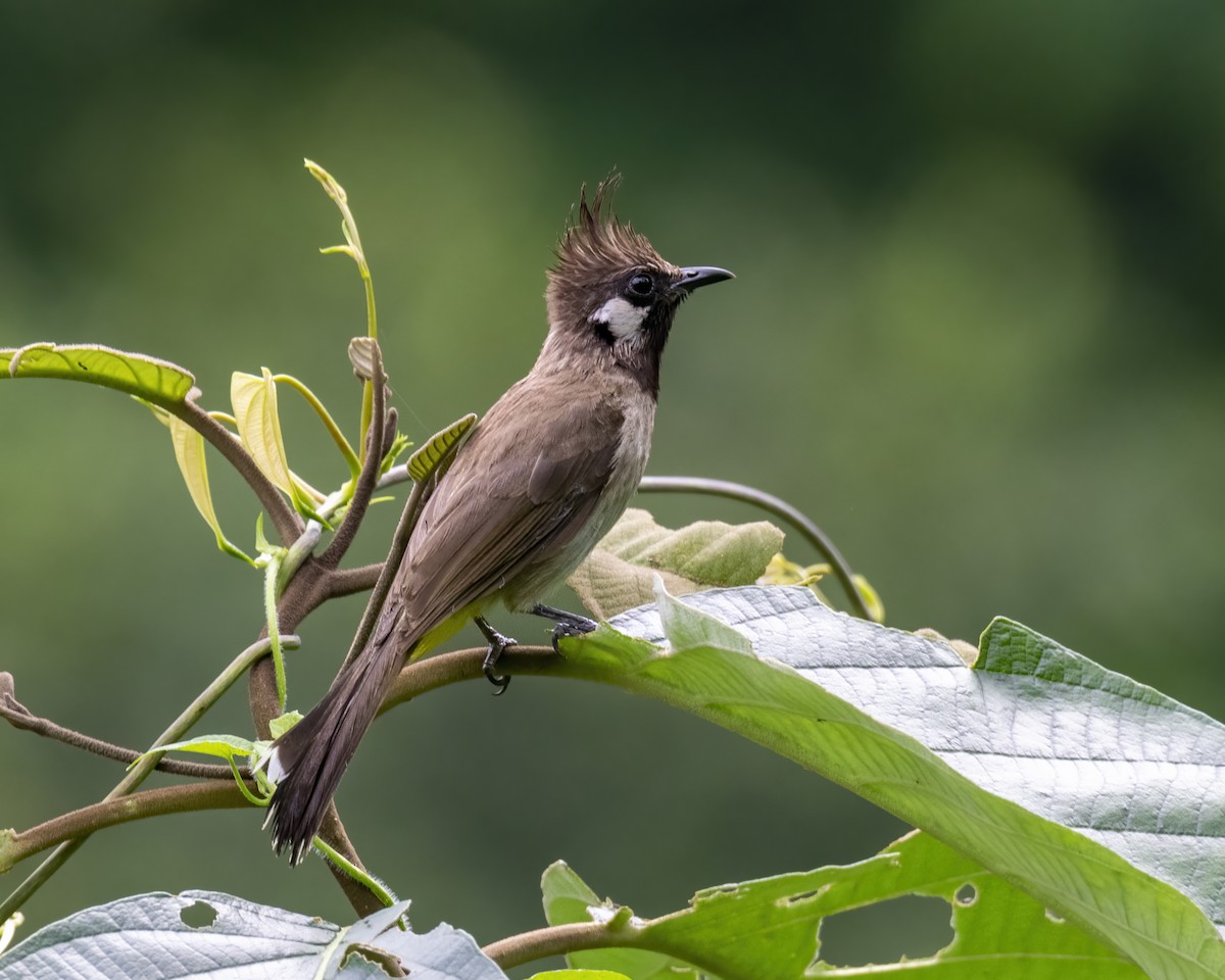 Himalayan Bulbul - ML646295767