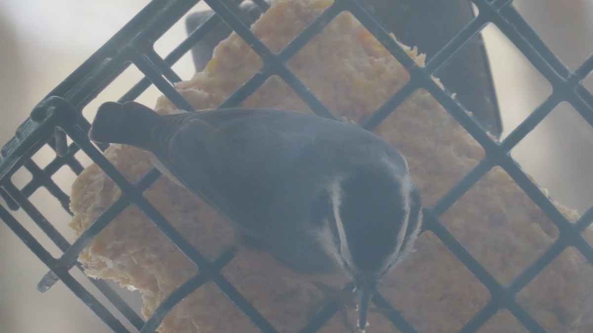 Red-breasted Nuthatch - ML646295777