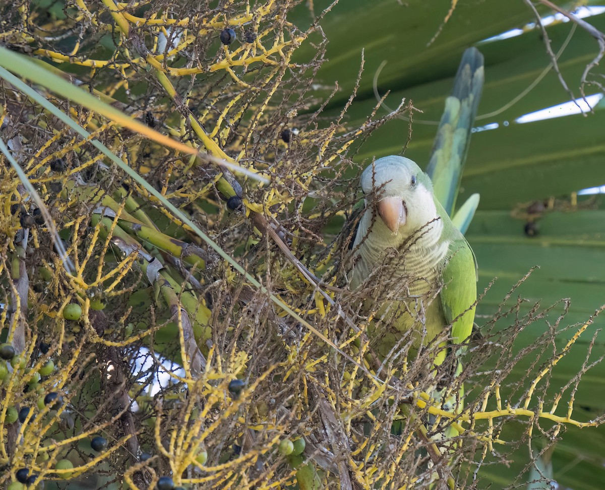 Mönchssittich - ML646295778