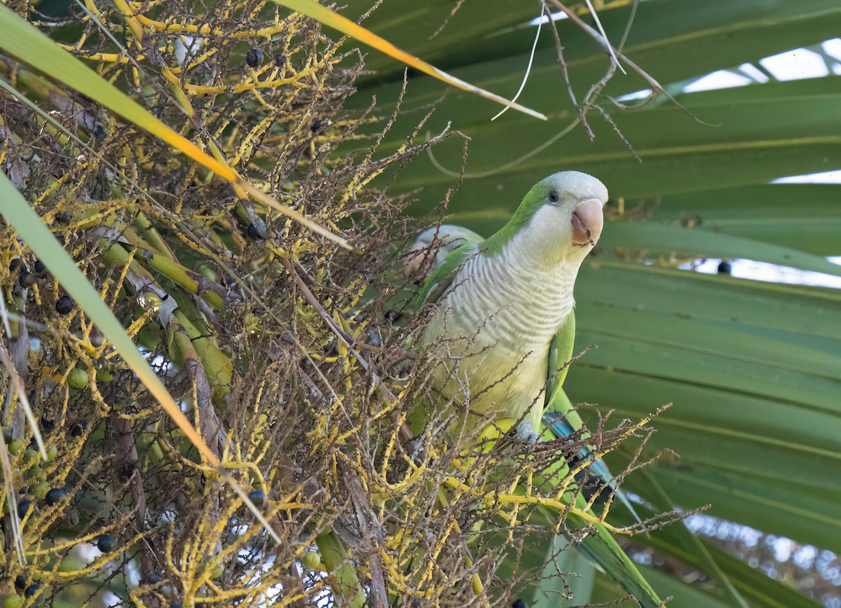 Mönchssittich - ML646295779