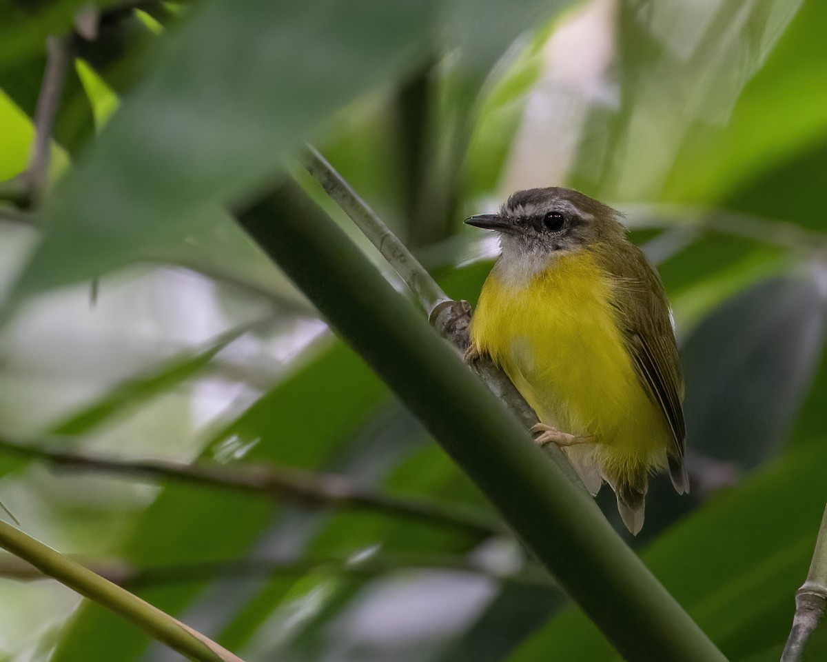 Yellow-bellied Warbler - ML646295780