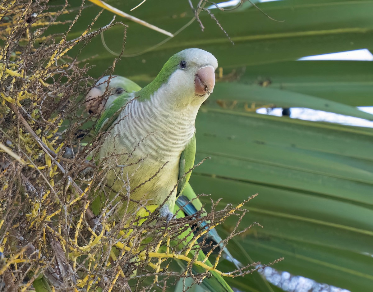 Mönchssittich - ML646295782