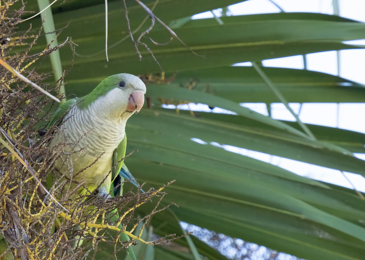 Mönchssittich - ML646295784