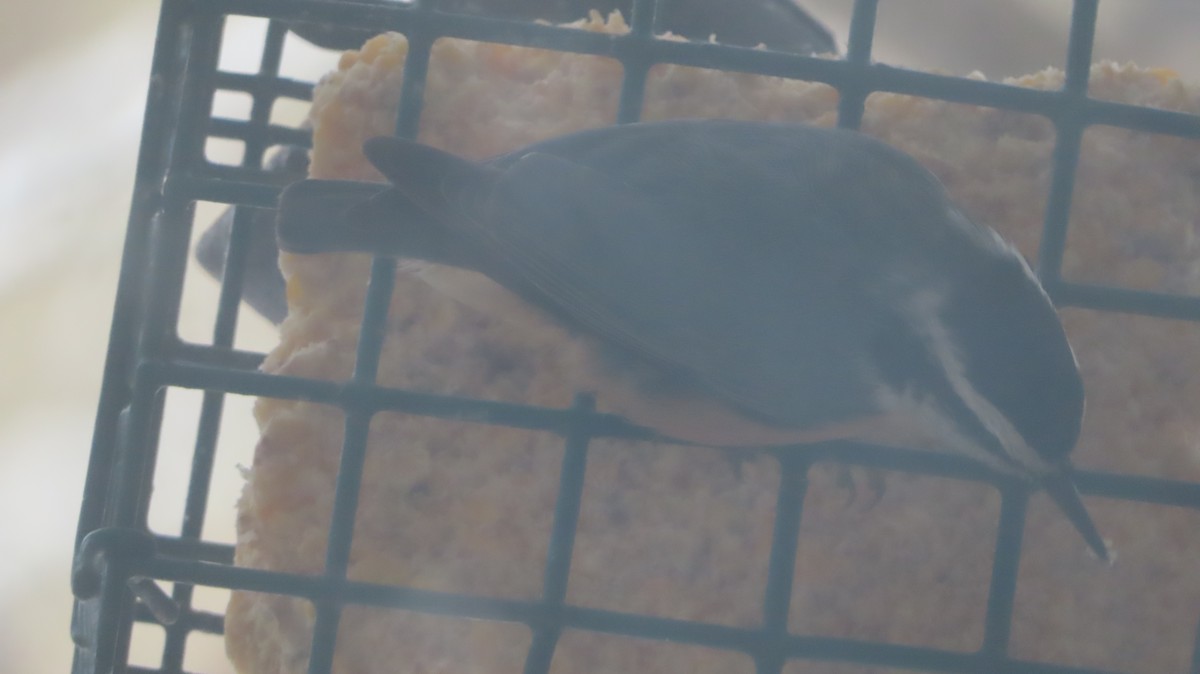 Red-breasted Nuthatch - ML646295786