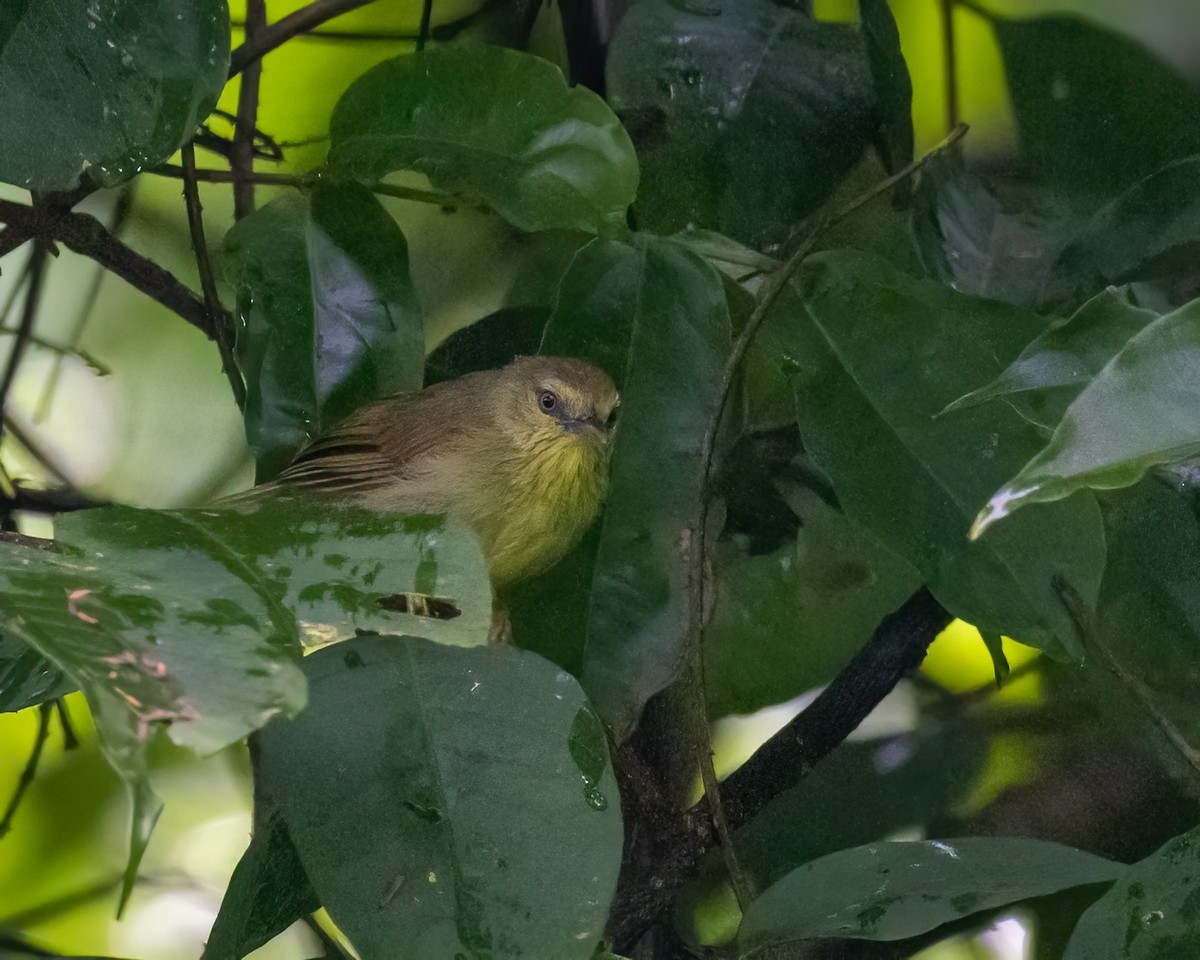 Timalí Goliestriado - ML646295787