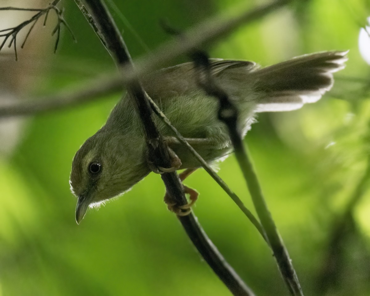 Timalí Goliestriado - ML646295788