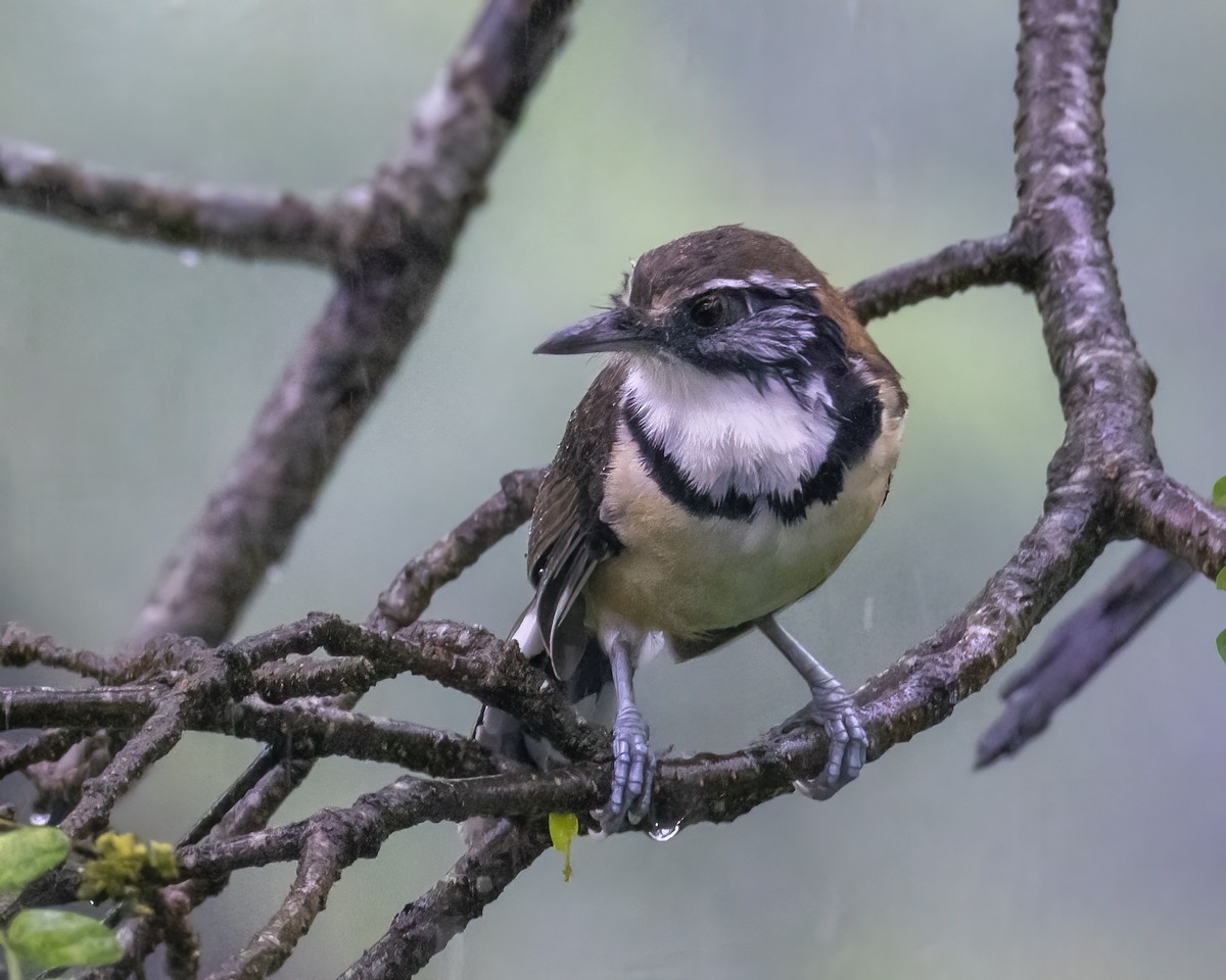 Greater Necklaced Laughingthrush - ML646295791