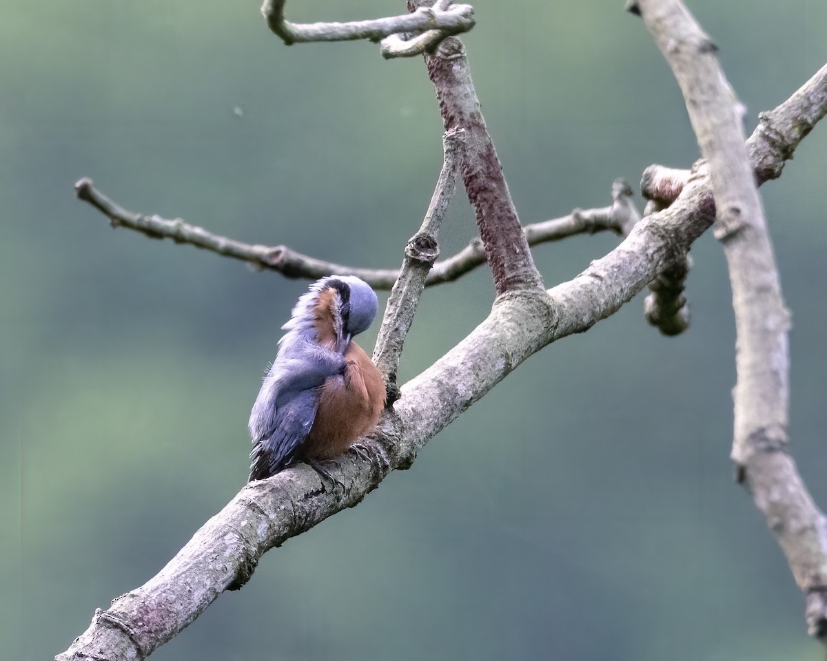 Chestnut-bellied Nuthatch - ML646295793