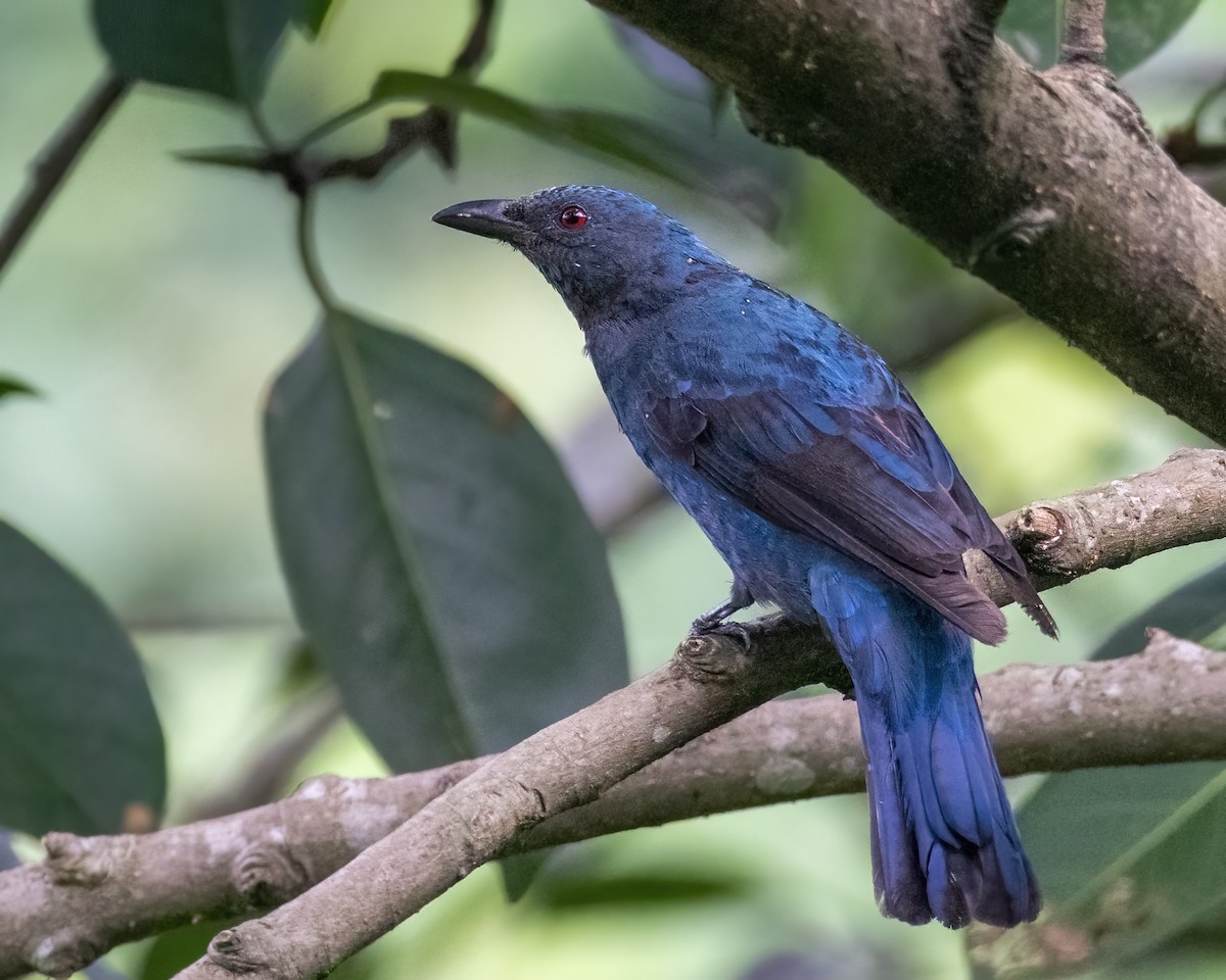 Asian Fairy-bluebird - ML646295796