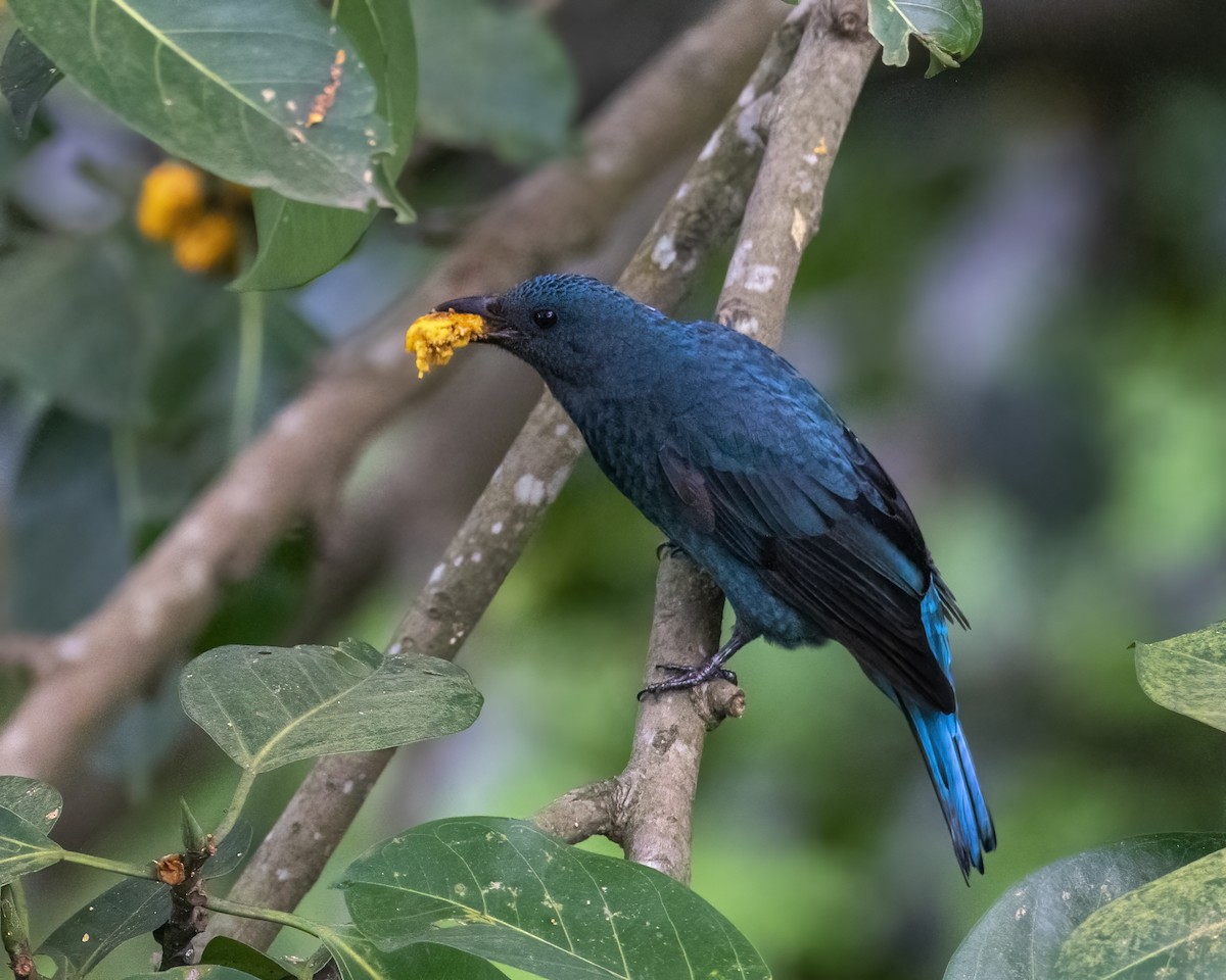 Asian Fairy-bluebird - ML646295797