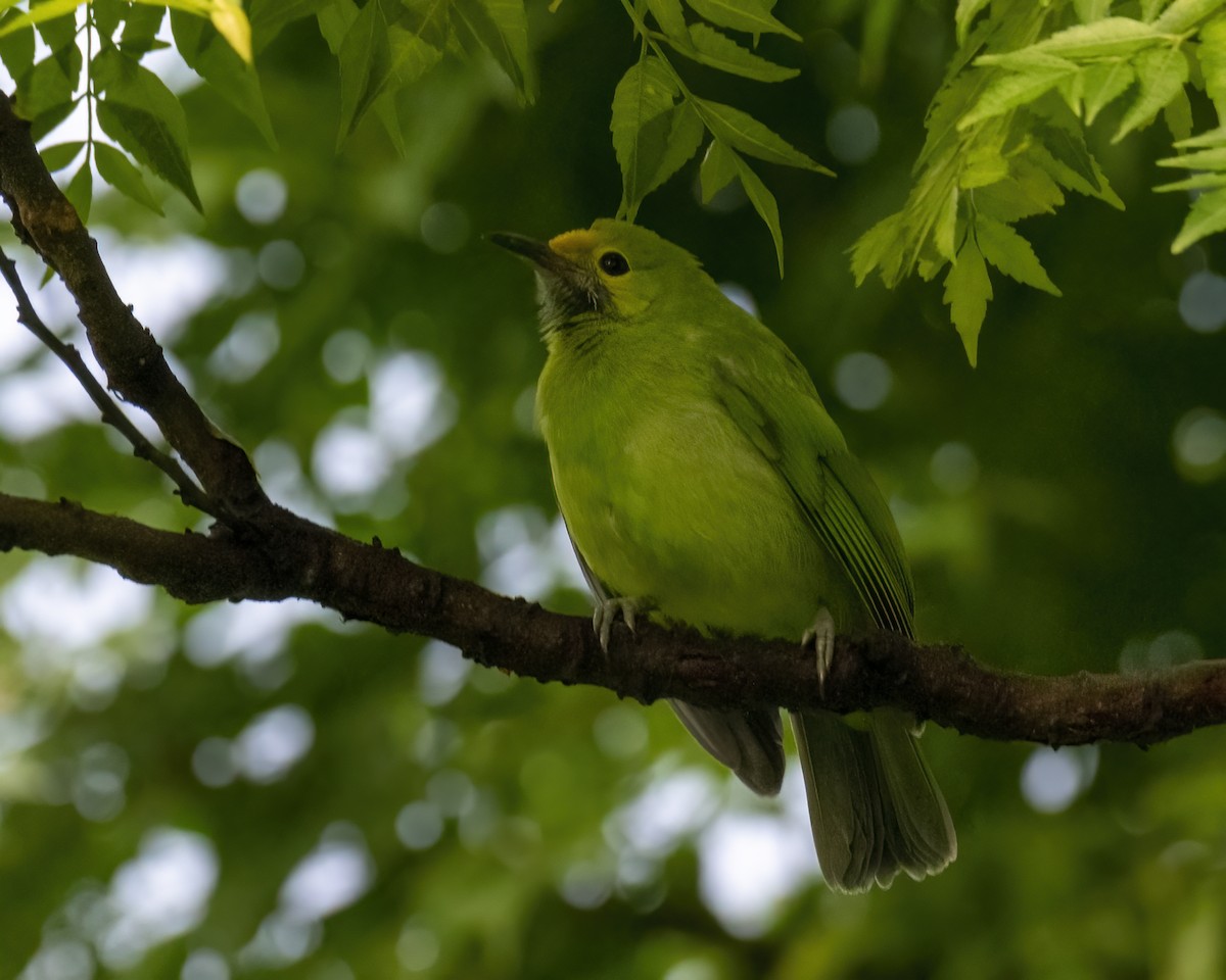 Golden-fronted Leafbird - ML646295803