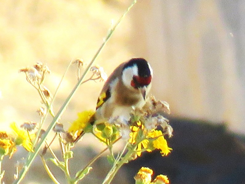 European Goldfinch - ML646295809