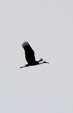Asian Woolly-necked Stork - ML646295811
