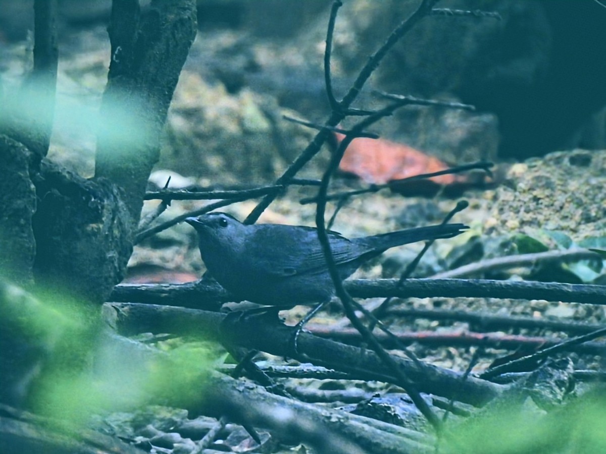 Gray Catbird - ML646295816