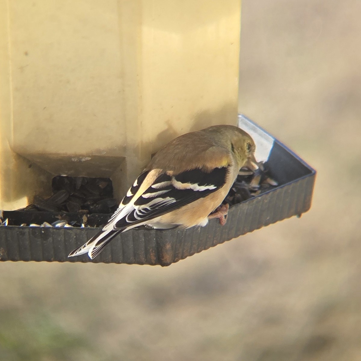 American Goldfinch - ML646295823