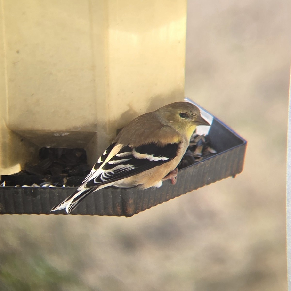 American Goldfinch - ML646295827
