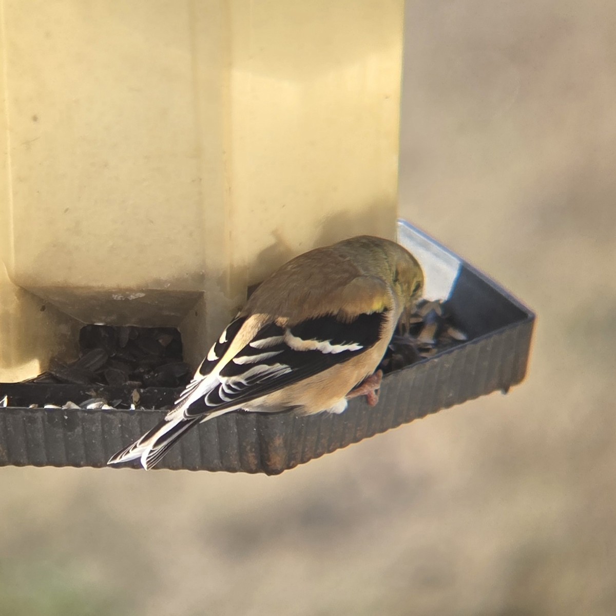 American Goldfinch - ML646295828