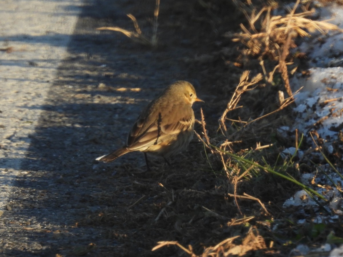 American Pipit - ML646295830