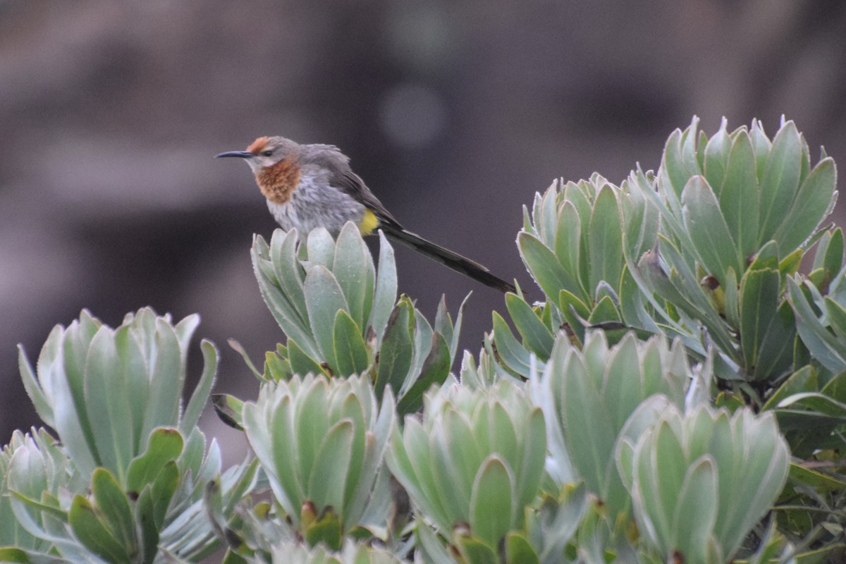 Gurney's Sugarbird - ML646295832
