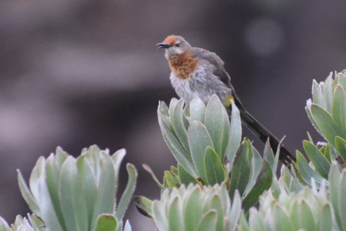 Gurney's Sugarbird - ML646295833