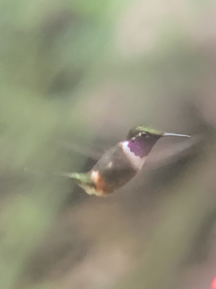 Purple-throated Woodstar - ML646295834