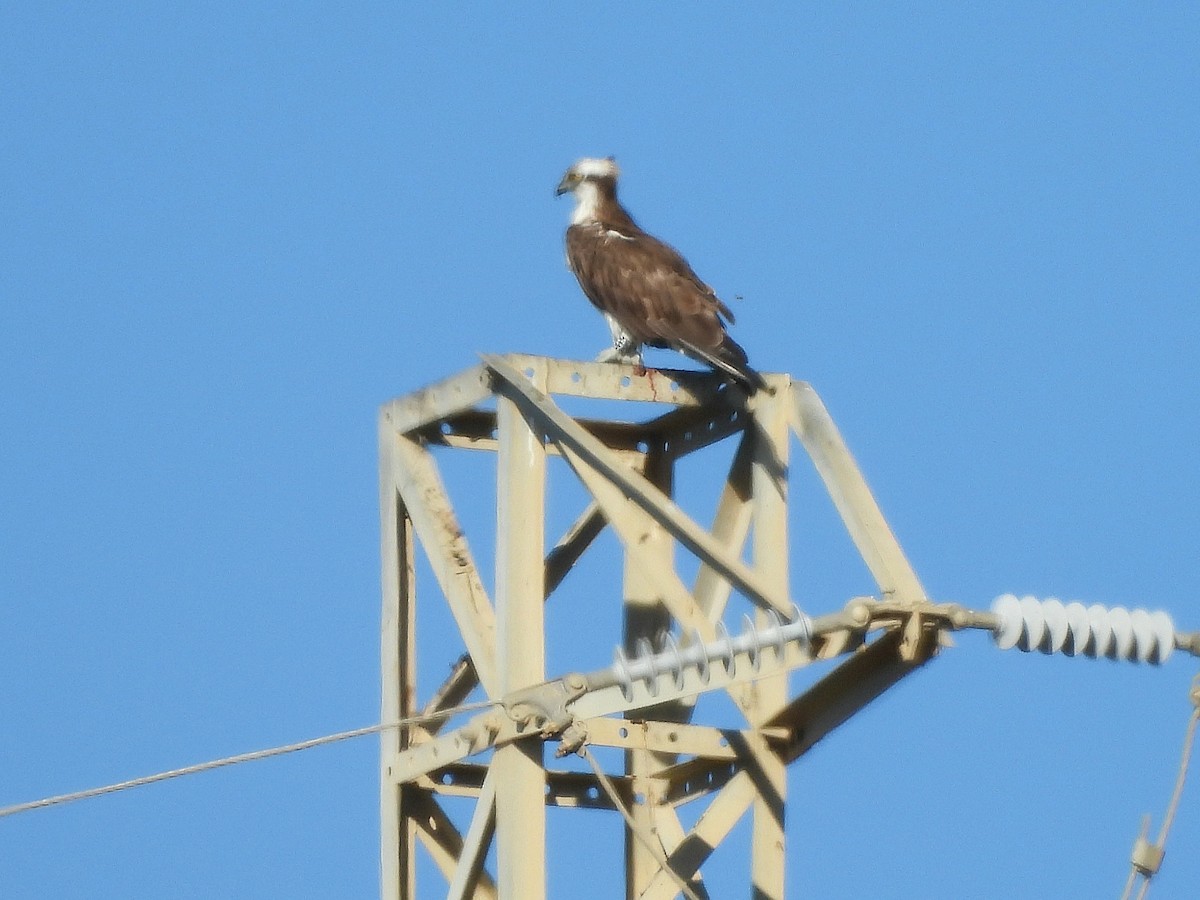 Загасч явлаг - ML646295842