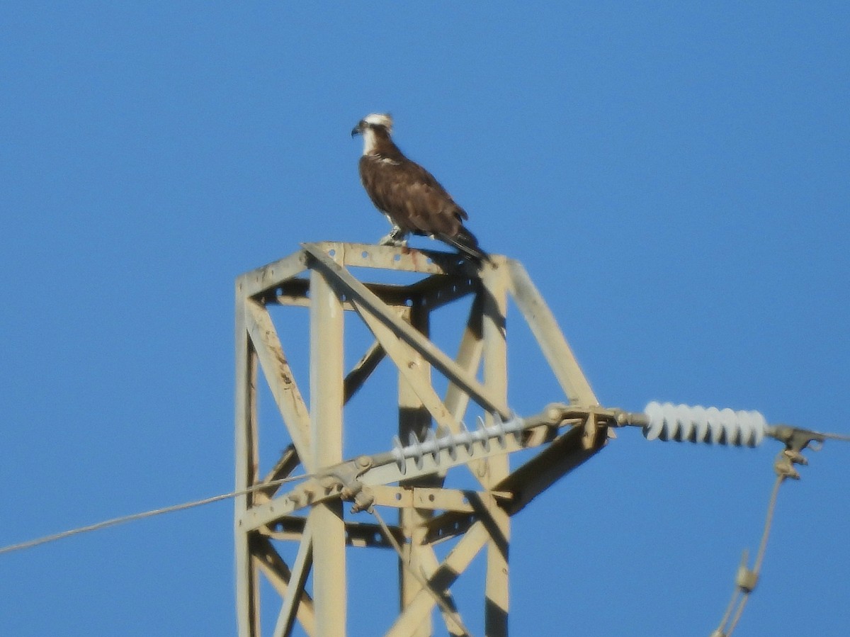 Загасч явлаг - ML646295843