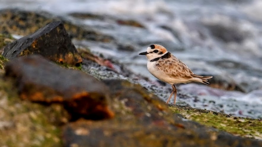 Pluvier de Péron - ML646295844