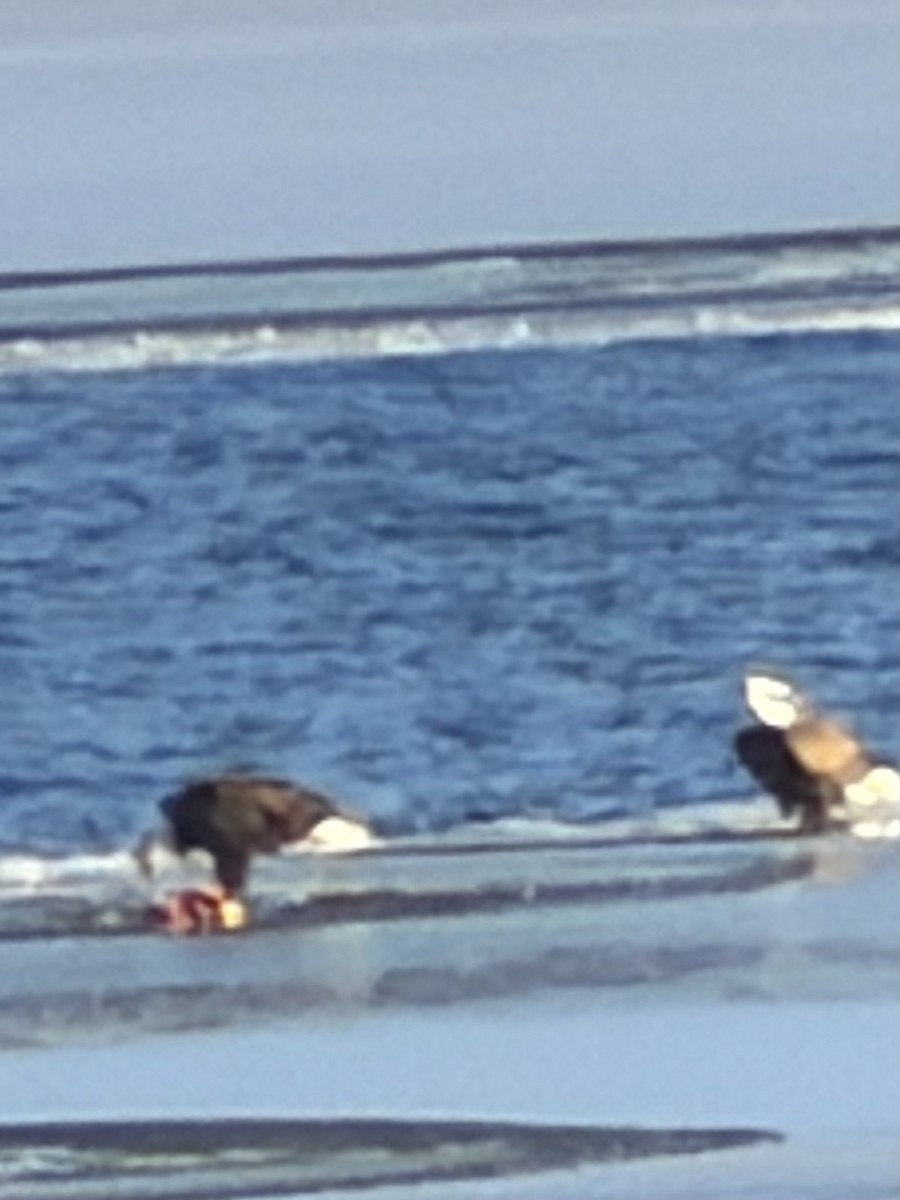 Ak Başlı Kartal - ML646295846