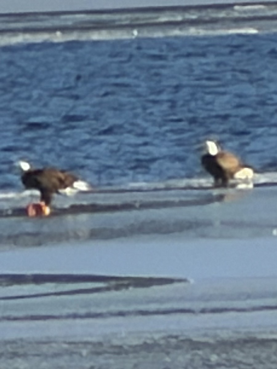 Ak Başlı Kartal - ML646295847