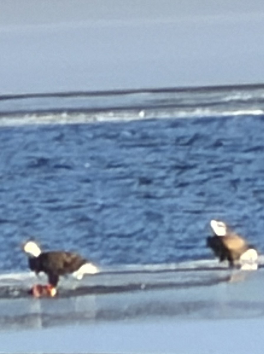 Ak Başlı Kartal - ML646295848