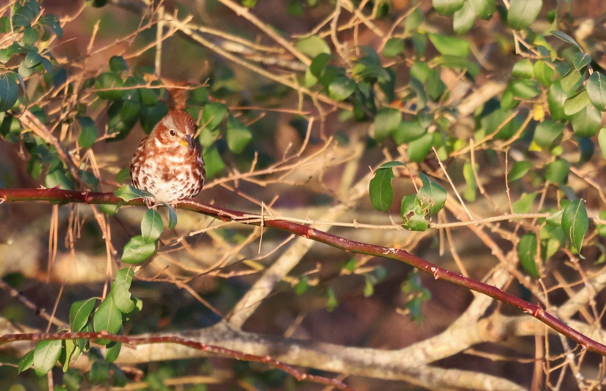 Fox Sparrow - ML646295855
