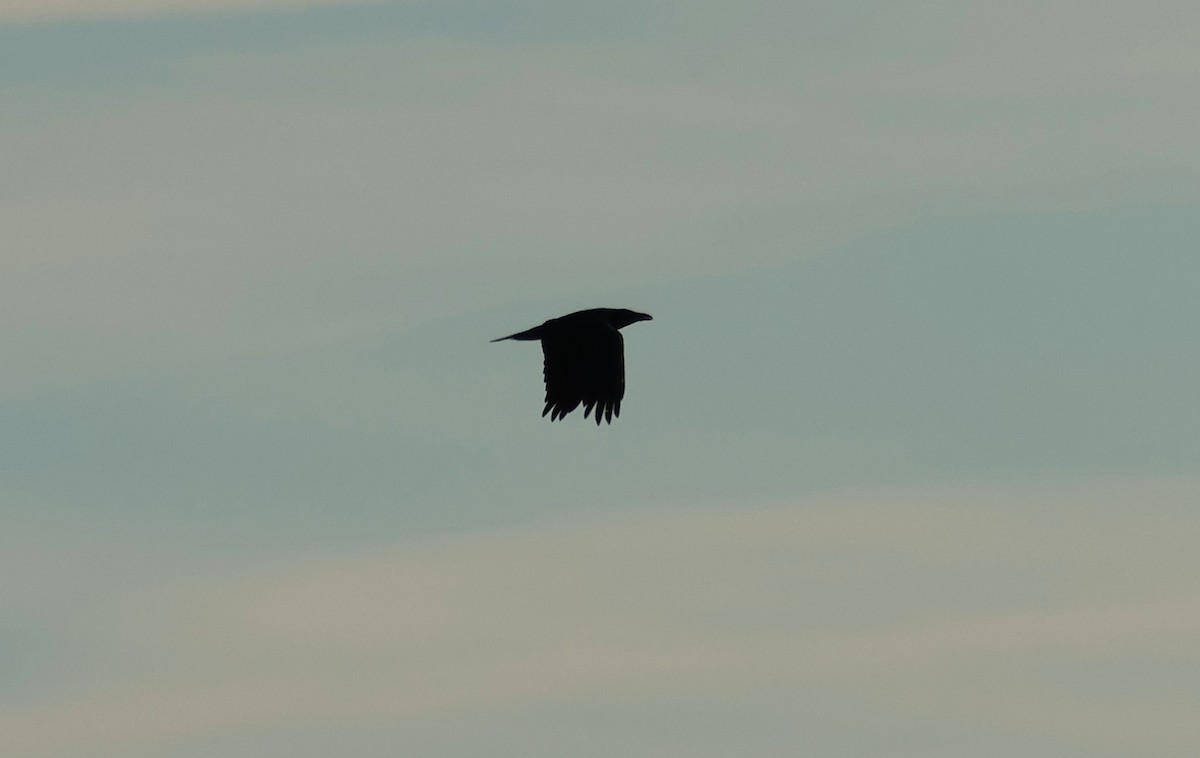 Common Raven - ML646295856
