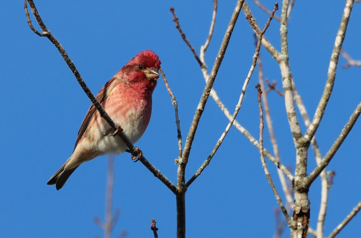 Purple Finch - ML646295858