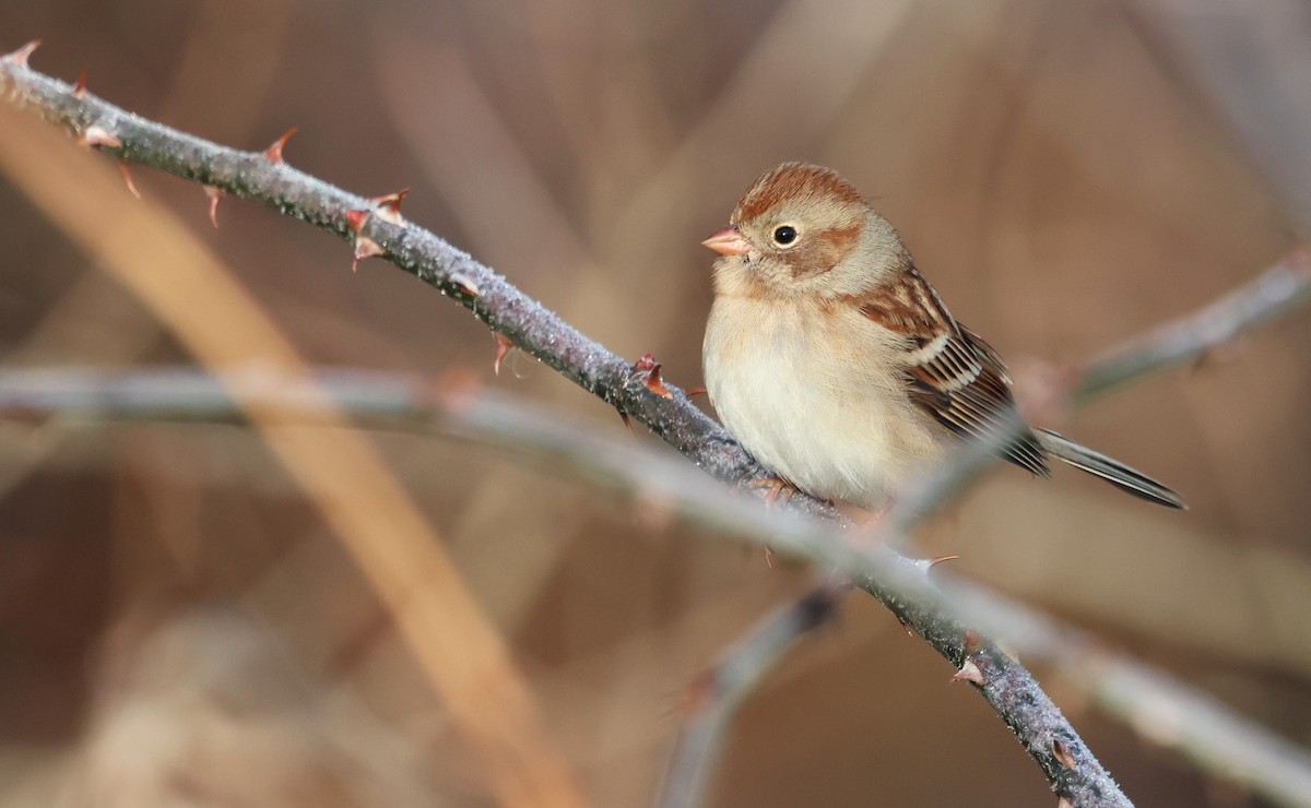 Field Sparrow - ML646295861