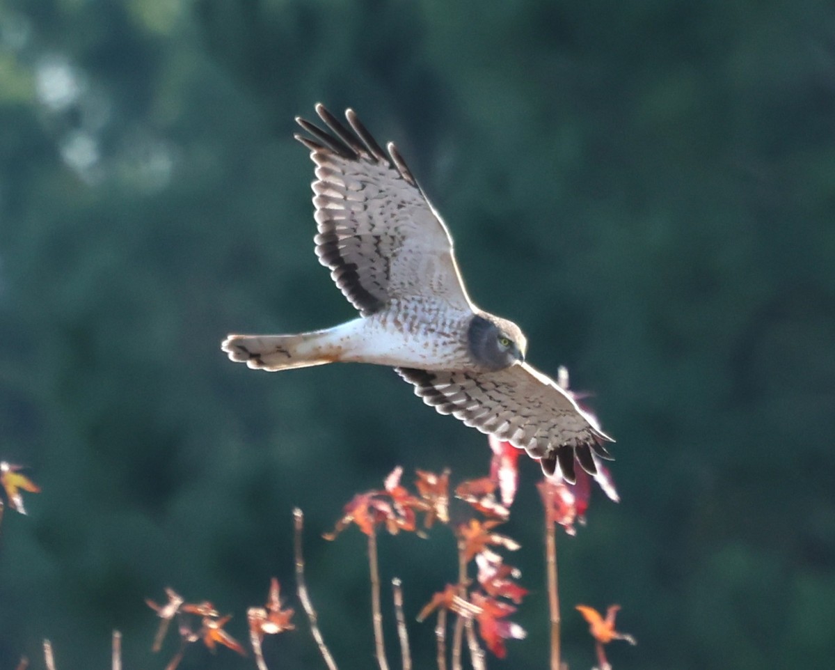 Northern Harrier - ML646295874