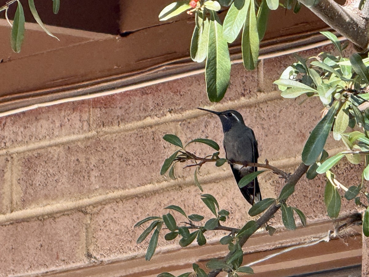 Blue-throated Mountain-gem - ML646295876