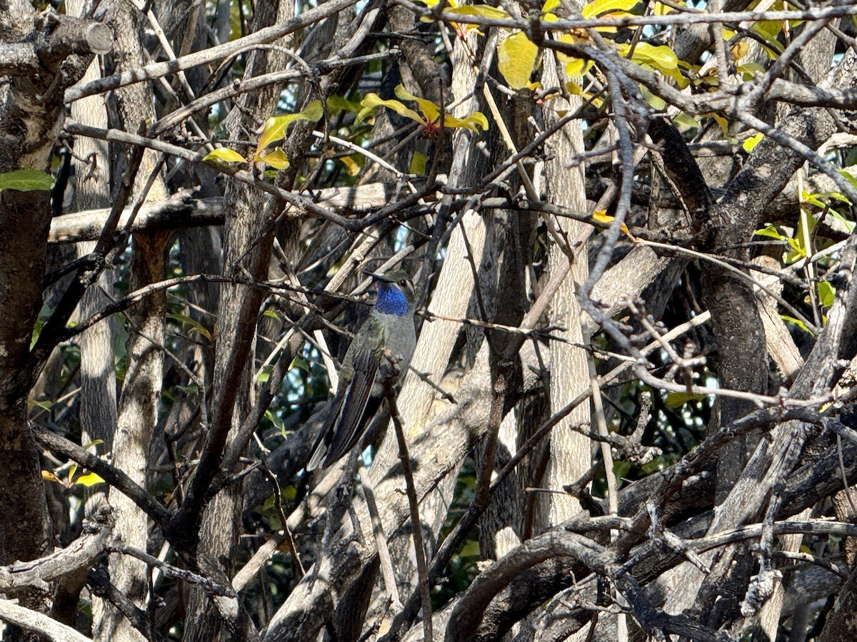 Blue-throated Mountain-gem - ML646295877