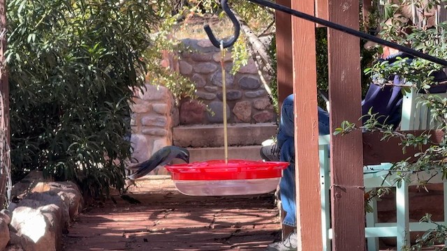 Blue-throated Mountain-gem - ML646295880