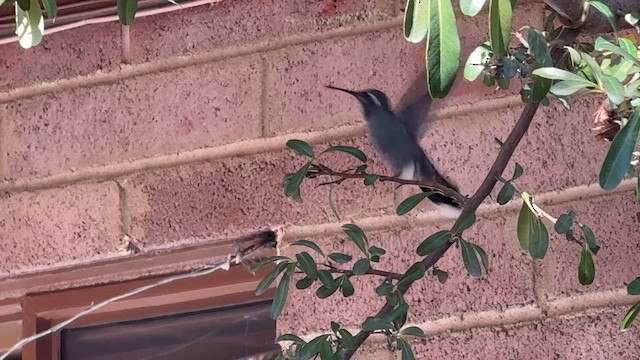 Blue-throated Mountain-gem - ML646295881