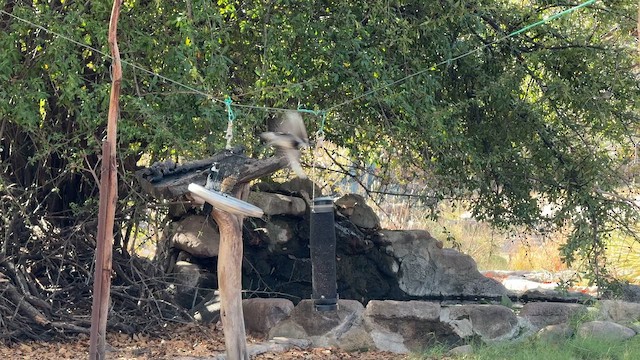 Acorn Woodpecker (Acorn) - ML646295883