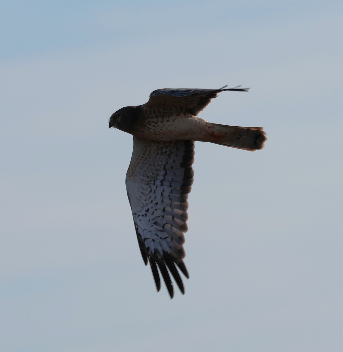 Northern Harrier - ML646295885