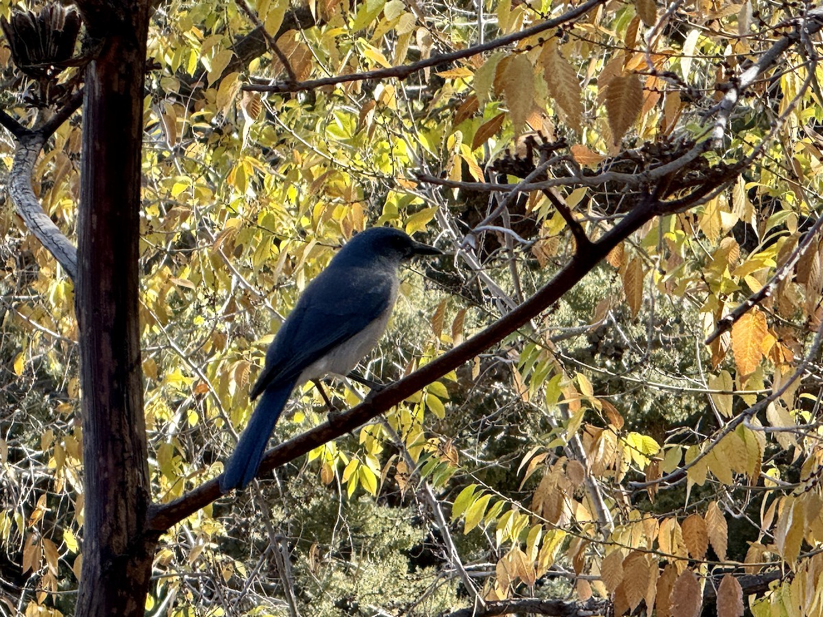Mexican Jay (Arizona) - ML646295888