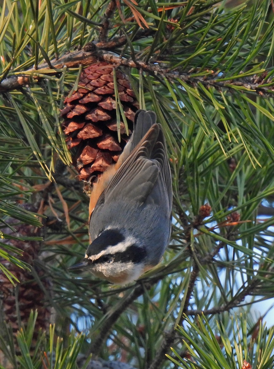 Red-breasted Nuthatch - ML646295889