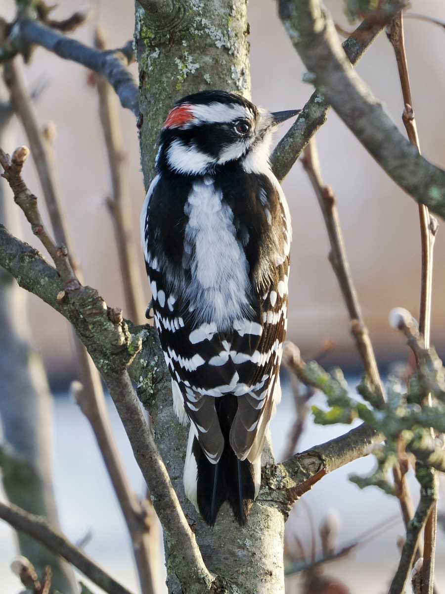 Downy Woodpecker - ML646295896