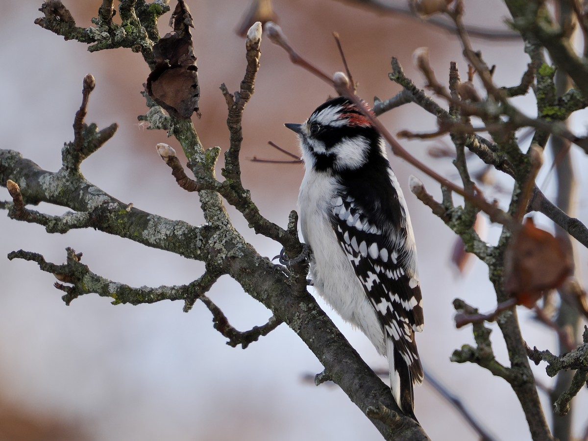 Downy Woodpecker - ML646295898