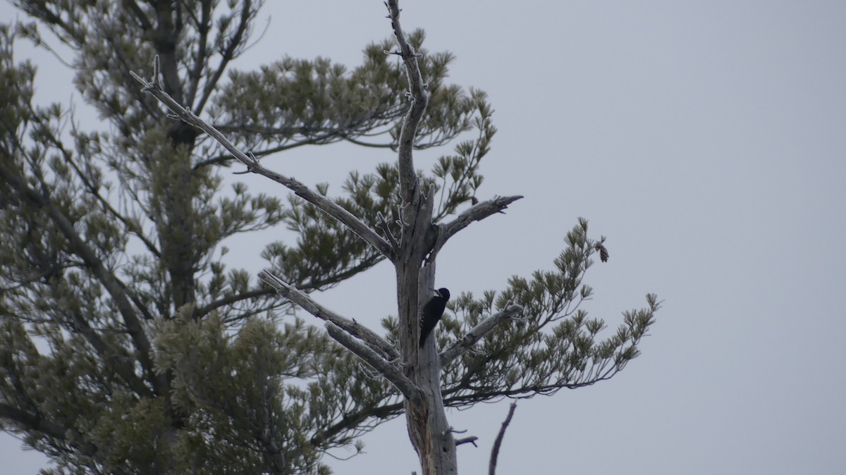 Black-backed Woodpecker - ML646295900