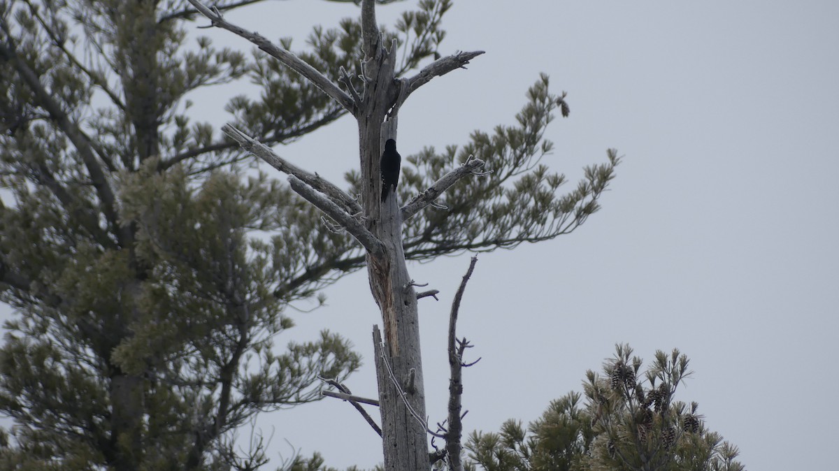 Black-backed Woodpecker - ML646295901