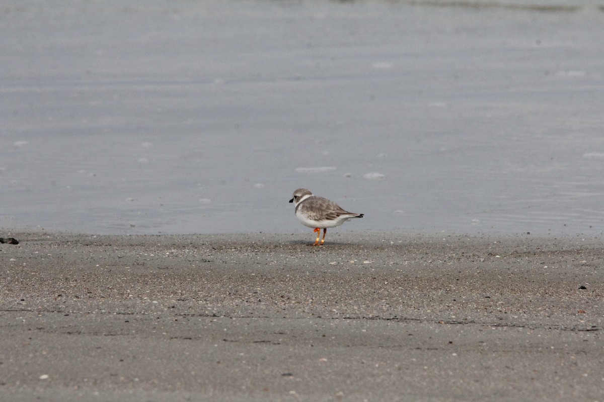 Islıkçı Cılıbıt - ML646295909