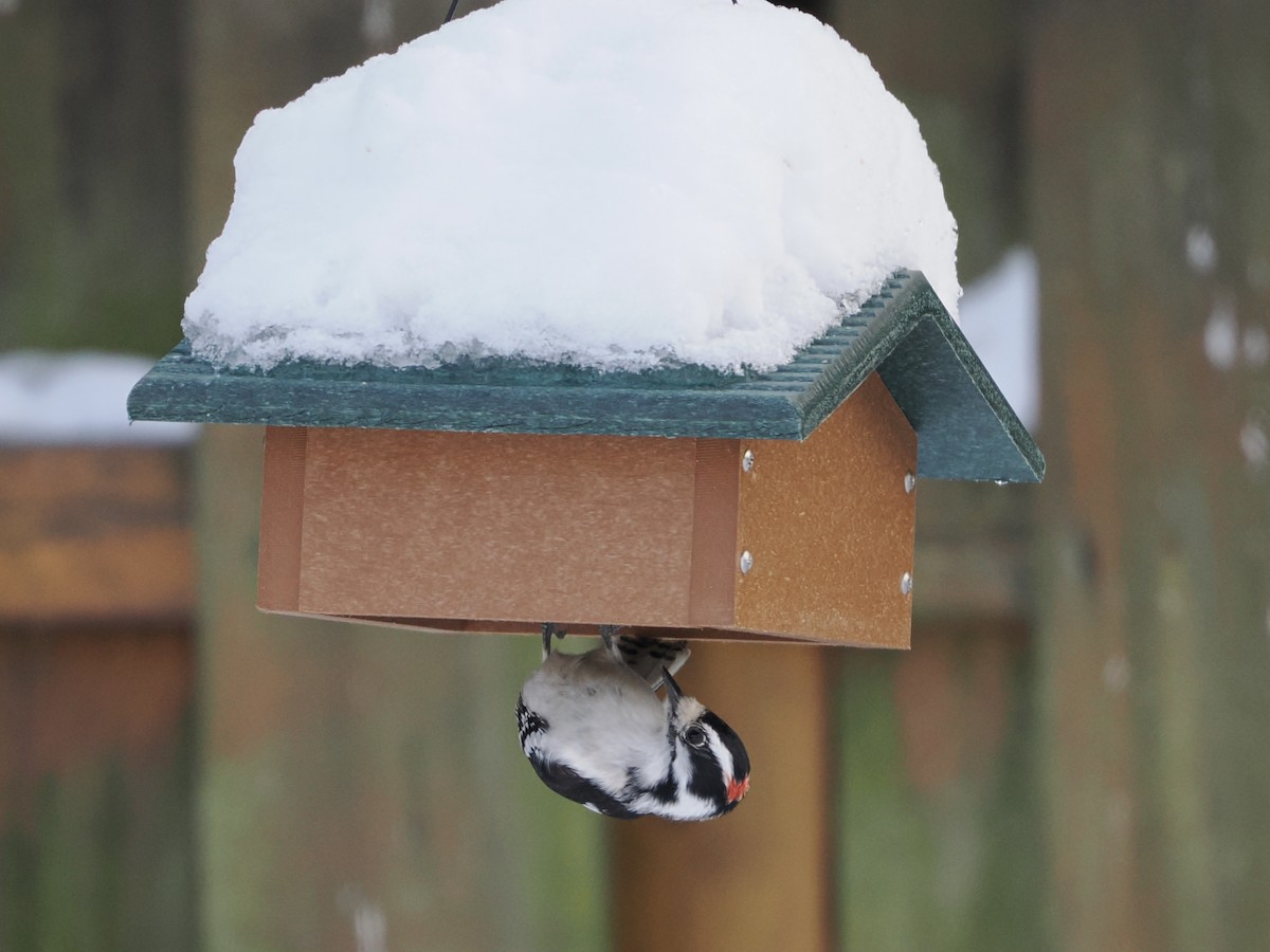 Downy Woodpecker - ML646295910
